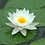 Thumbnail: China-Lotus Flower