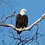 Thumbnail: USA old State Quarter - Eagle